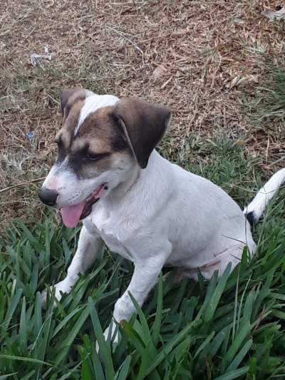 Chien male - Dogs on Aster Vender