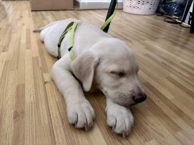 2 months Labrador pure breed with certificate - Dogs on Aster Vender
