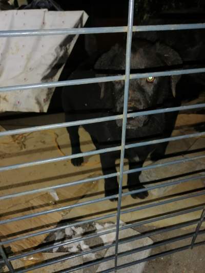 pure breed black male lab - Dogs on Aster Vender