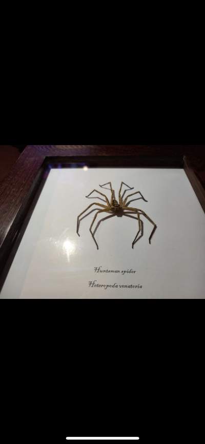 Elegant handmade wooden frame ( huntsman spider ) - Creative crafts