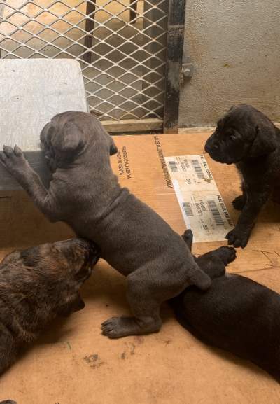 Pure cane corso for sale - Dogs on Aster Vender
