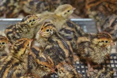 Japanese Quail Chicks - Birds on Aster Vender