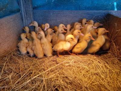 Pekin Ducklings - Birds on Aster Vender