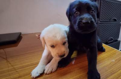 English Labrador - Dogs on Aster Vender