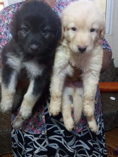 Berger allemand vs berger suisse - Dogs on Aster Vender