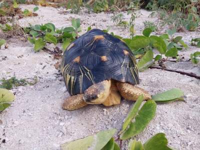 Breeding Pair Radiata Tortoises - Reptiles & Amphibians on Aster Vender