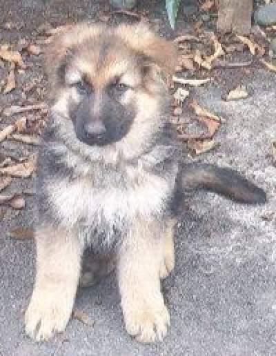 Dogs - Dogs on Aster Vender