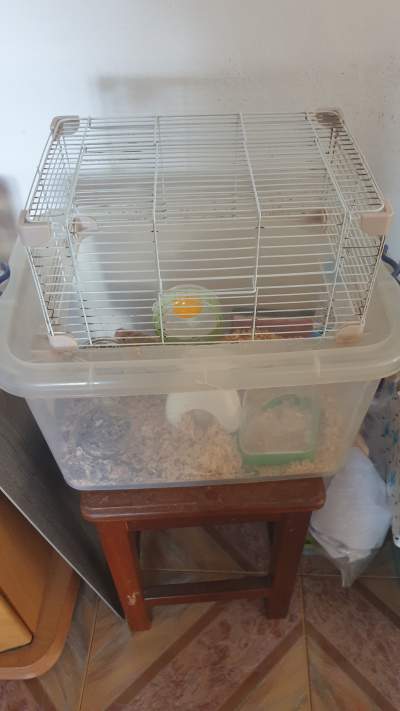 2 hamsters + cage - Hamsters