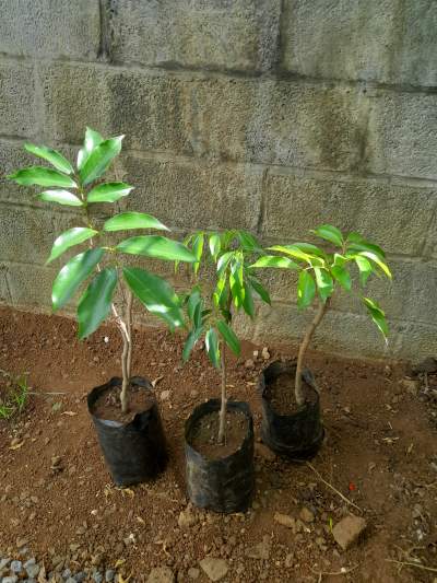 Litchi tree(Tai-so) at a reasonable price. - Plants and Trees