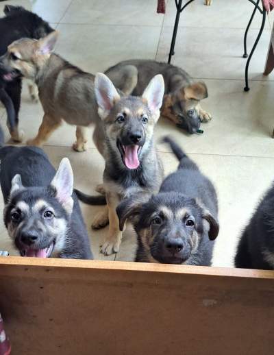 GSD Puppies pure breed - Dogs on Aster Vender