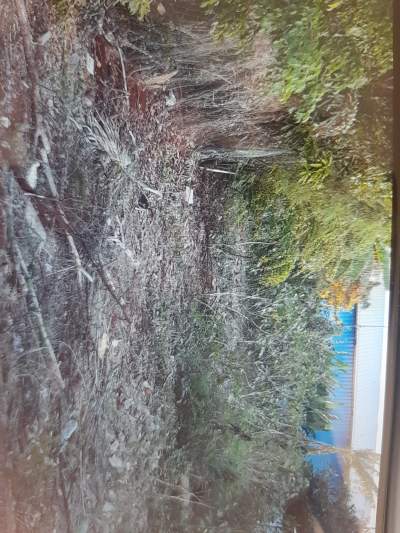 Terrain - Land on Aster Vender