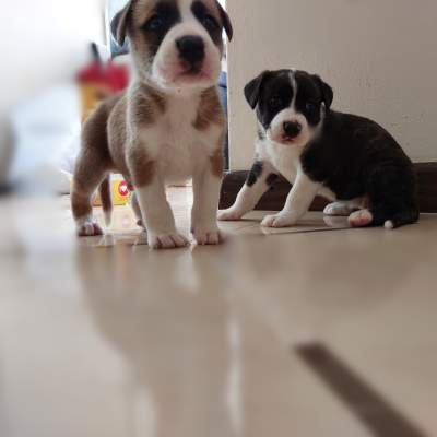 Amstaff and Swiss shepherd (berger blanc) crossbreed - Dogs on Aster Vender