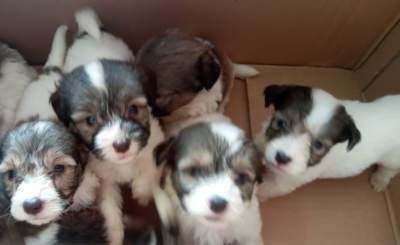 Griffon nain pur sang a vendre - Dogs on Aster Vender