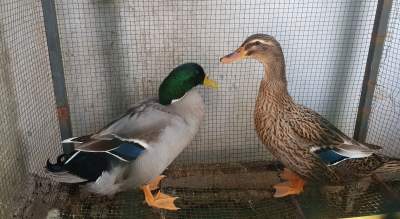 Colvert Duck - Birds on Aster Vender
