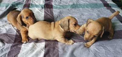 Miniature Dachshund puppy(Teckel Miniature) - Dogs