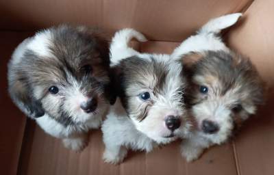 Griffon nain pur sang a vendre - Dogs on Aster Vender