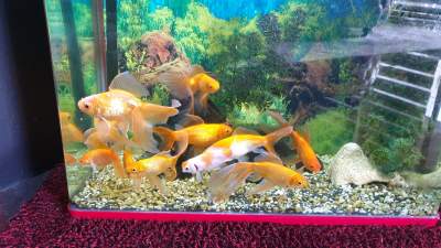 Fish plus aquarium for sale - Aquarium on Aster Vender