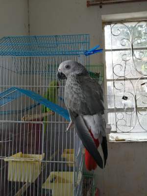 Congo African Grey for Sale - Birds on Aster Vender