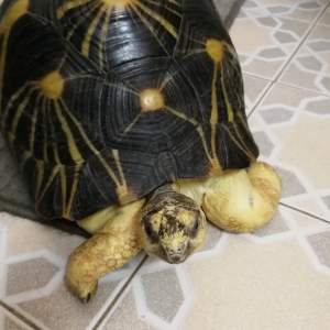 Tortues - Turtles on Aster Vender