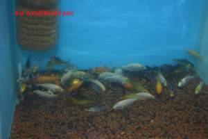 Koi.goldfish,etc as from Rs20 only -  Aquarium fish on Aster Vender