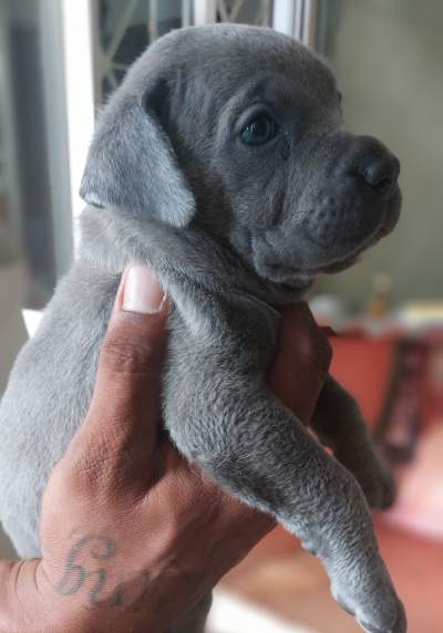 Cane corso puppies - Dogs on Aster Vender