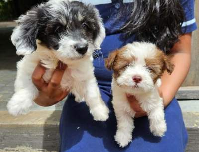 Griffon a vendre - Dogs on Aster Vender