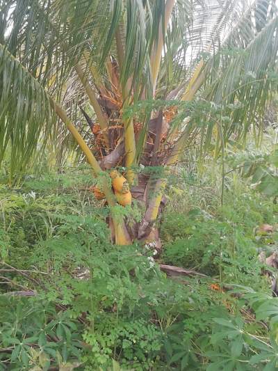 Coconut trees - Plants and Trees