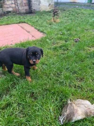 Rottweiler puppies available with recognized affix Enci / Fci. - Dogs on Aster Vender