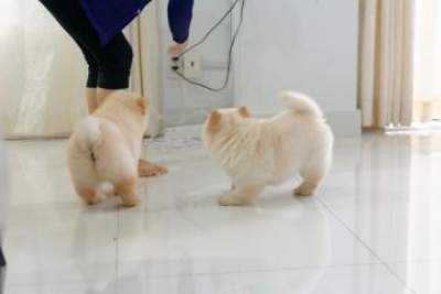 Chow Chow puppies - Dogs on Aster Vender