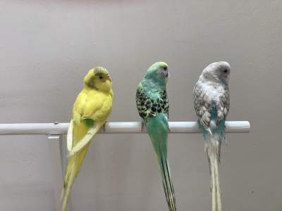 Perruche - Birds