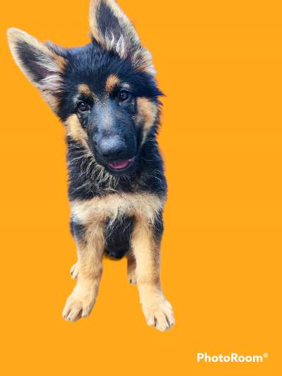 German Shepherd Puppies - Dogs