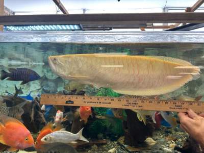 Freshwater Albino Sliver Arowana 2ft long -  Aquarium fish on Aster Vender
