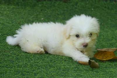 Puppies for sale - Dogs
