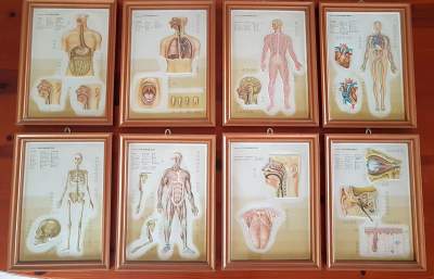 Anatomy Charts (set of 8) - Other Medical equipment