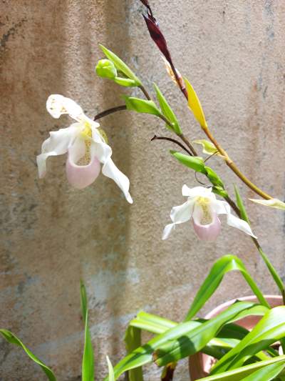 Orchid plant - Plants and Trees on Aster Vender
