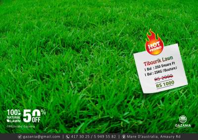 50% OFF - TIBOURIK LAWN - Plants and Trees on Aster Vender