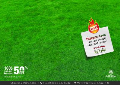 PASPALUM LAWN - 50% OFF - Plants and Trees