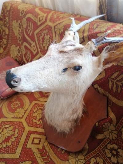 Deer head - Antiquities