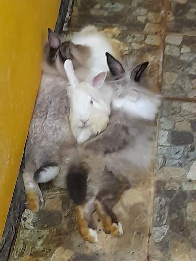 Lapins Angora - Rabbit
