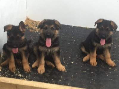 German Shepherd Pups - Dogs on Aster Vender