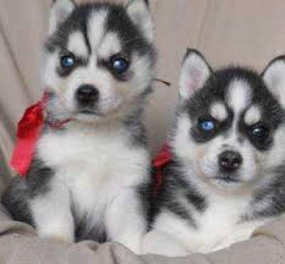 Siberian Husky Puppies With Excellent Pedigree - Dogs on Aster Vender