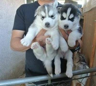 Siberian husky puppies - Dogs on Aster Vender