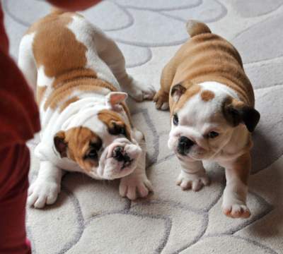 Adorable English Bulldog puppies for homes! - Dogs on Aster Vender
