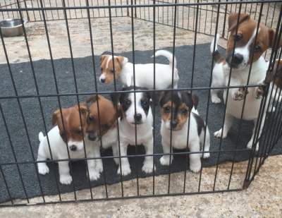 Adorable Little Jack Russell Puppies - Dogs on Aster Vender