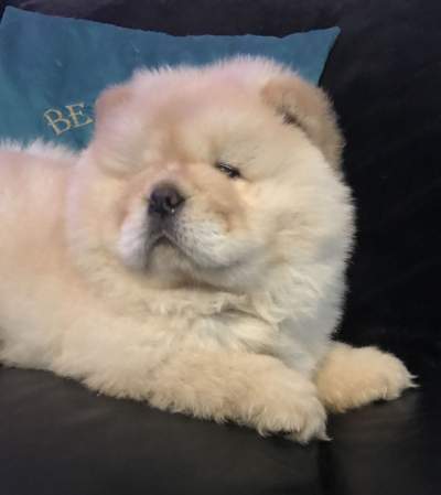 Top Quality Cream Chow Chow Puppies. - Dogs on Aster Vender