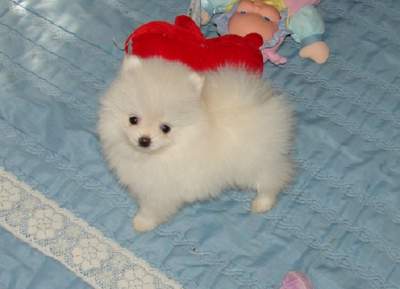 Pomeranian Puppies for Sale - Dogs on Aster Vender
