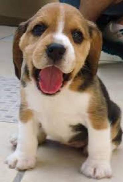 Beagle Puppies - Dogs on Aster Vender