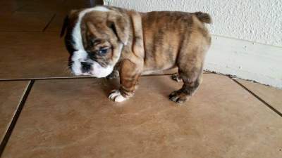 Old English Bulldog Puppies for sale - Dogs on Aster Vender