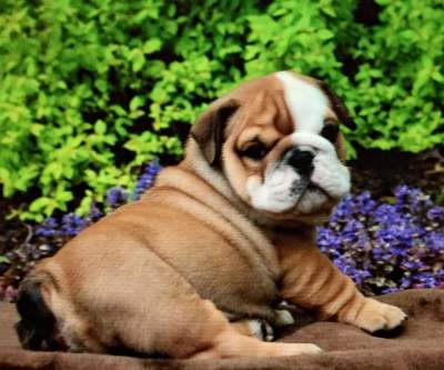 Healthy English Bulldog Puppies for sale - Dogs on Aster Vender