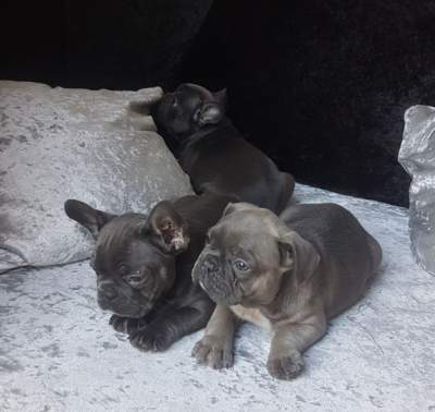 Adorable blue brindle boy & girl French Bulldog pupps. - Dogs on Aster Vender
